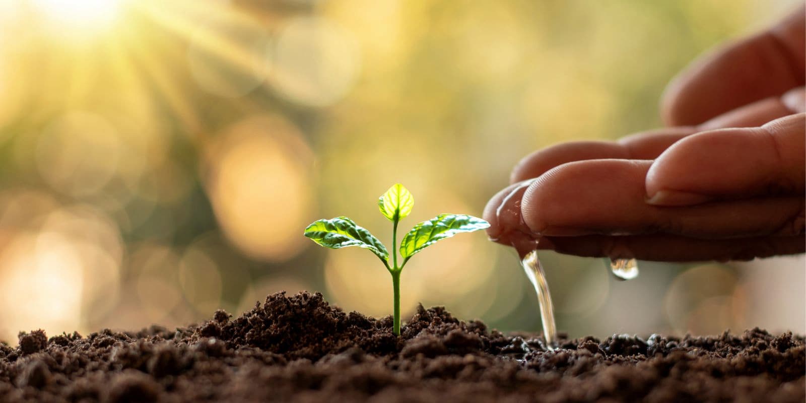 A small green plant being watered by hand