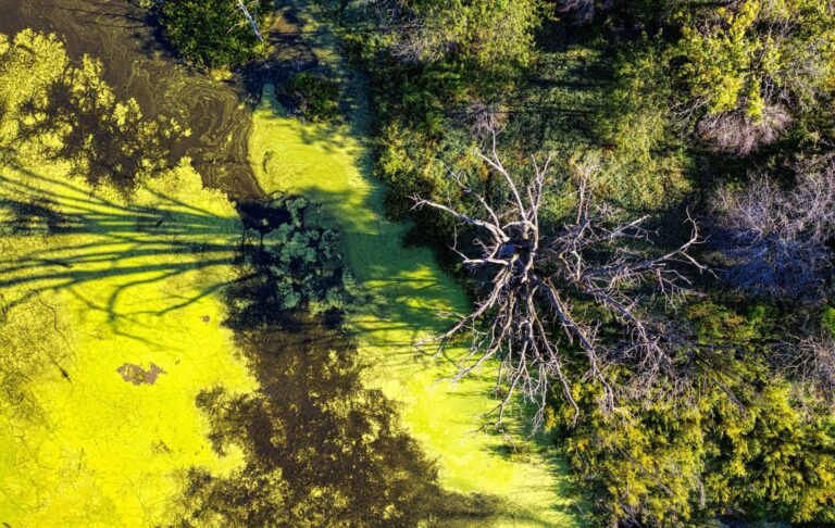 Aerial view of a bright green blue-green algal bloom surrounding a dead tree in a wetland.